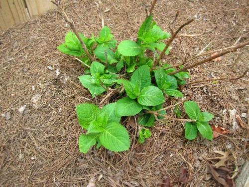 hydrangea kasvaa huono syy