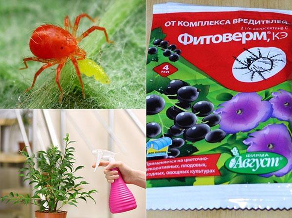 phytoverm-käyttöohjeet