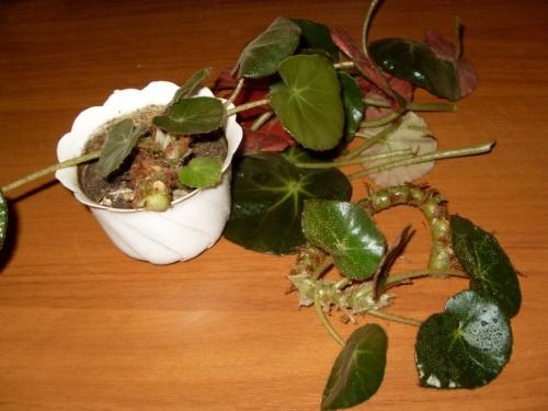 karsimalla begonioita