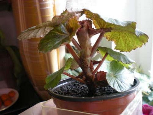 begonia karsimisen jälkeen