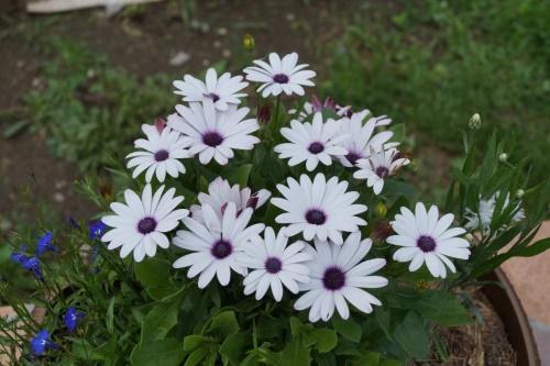 miten säilyttää osteospermum talvella