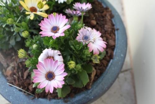 osteospermum potissa