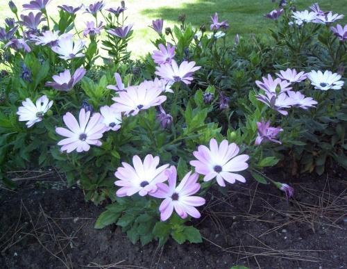 osteospermum puutarhassa