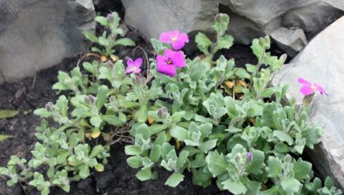 Aubrietta-pensas