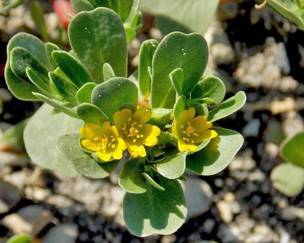miten poistaa purslane puutarha