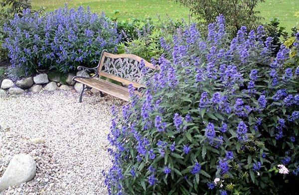 karyopteris virkistysalueella