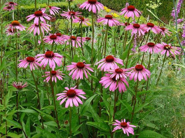 echinacea puutarhassa