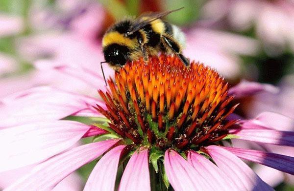 echinacea hunaja kasvi