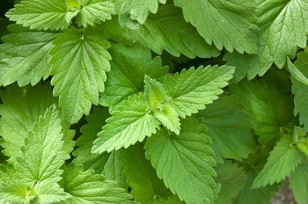 sitruunamelissa bush