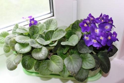 violetit