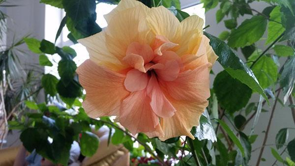 hibiscus kotona