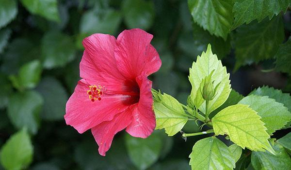 hibiscus kukka ja lehdet