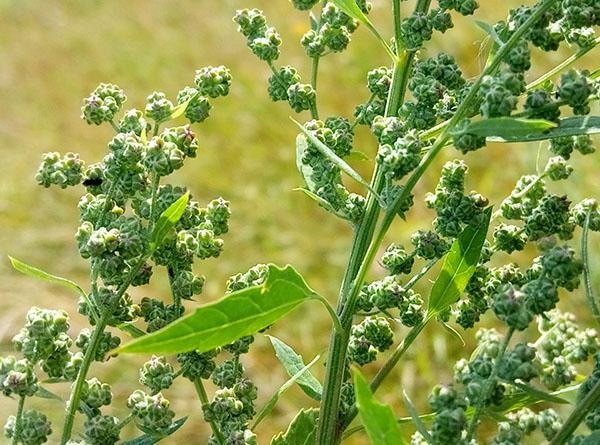 quinoa-siemenet