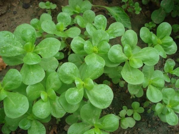 vihannes purslane