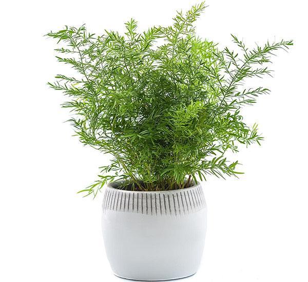 pteris kasvaa kotona