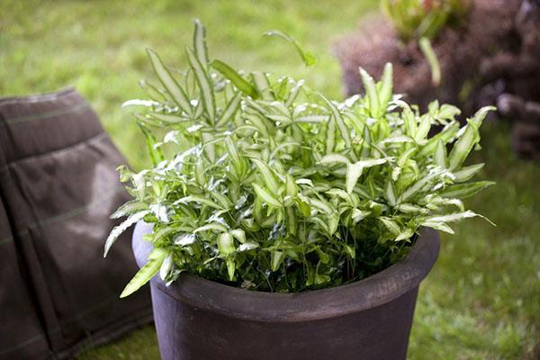 nuori pteris potissa