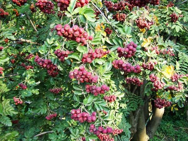 pihla granaattiomena