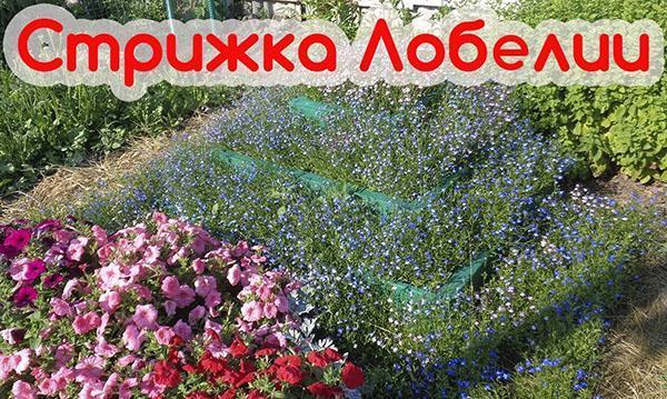 lobelia-leikkaus