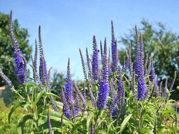 veronica puutarhassa