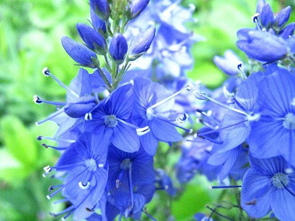 kirkas kukinta veronica