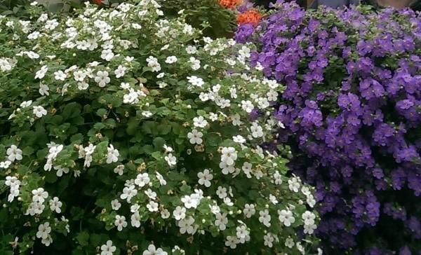 kasvava bacopa