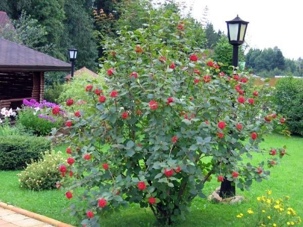 kasvava viburnum