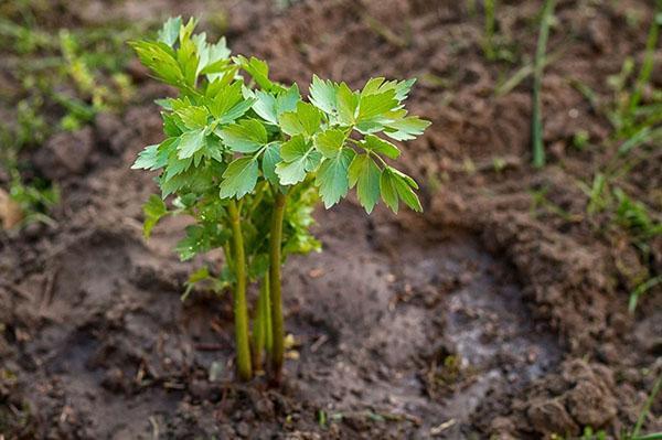 kastelu lovage