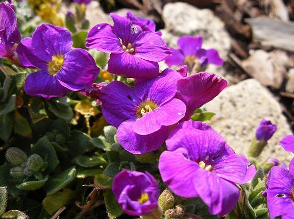 Aubrieta alppilevyllä