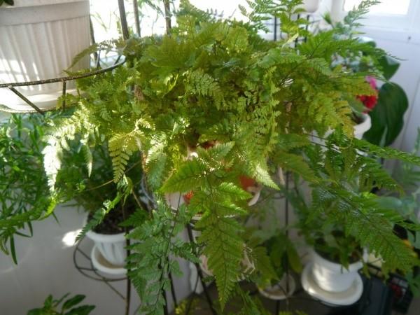 davallia epiphyte-saniainen