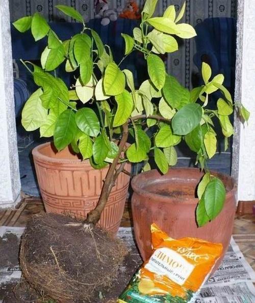 miten sitruuna siirretään