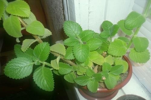 kuinka kasvattaa minttua ikkunalaudalla