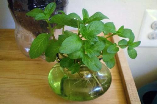 mintun pistokkaat