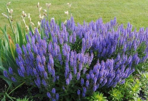 miten kasvaa salvia