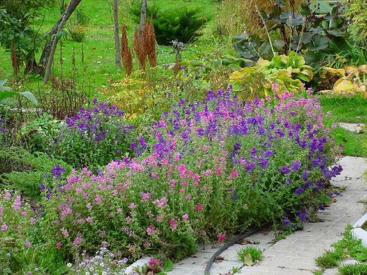 salvia puutarhassa