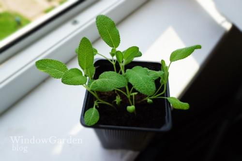 salvia taimet