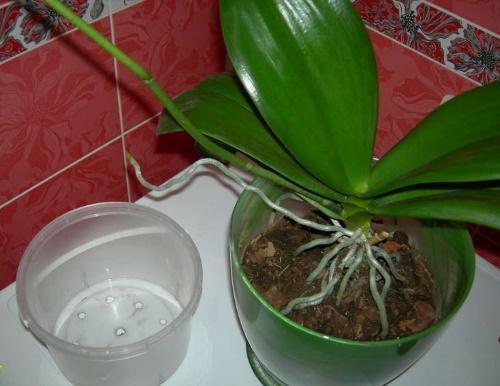 kun siirretään phalaenopsis-orkidea