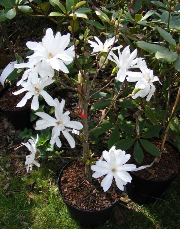 sisätiloissa magnolia