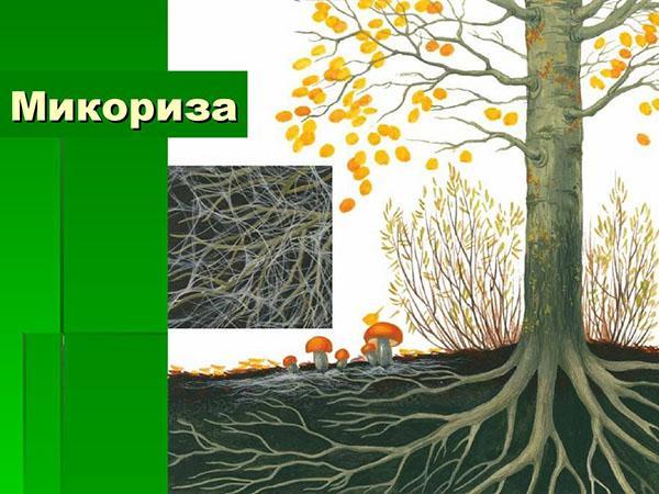 mycorrhiza