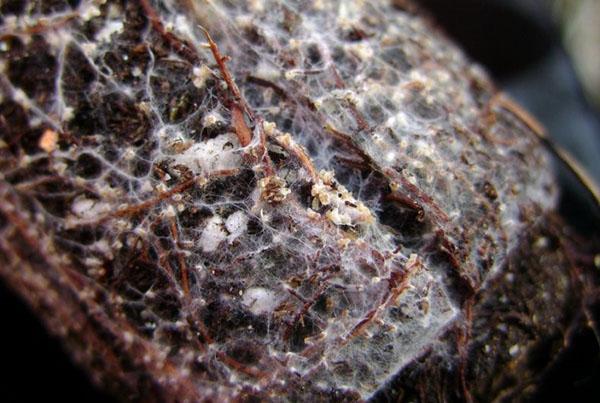mycorrhiza-sienet