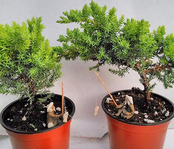 bonsai-kasvit
