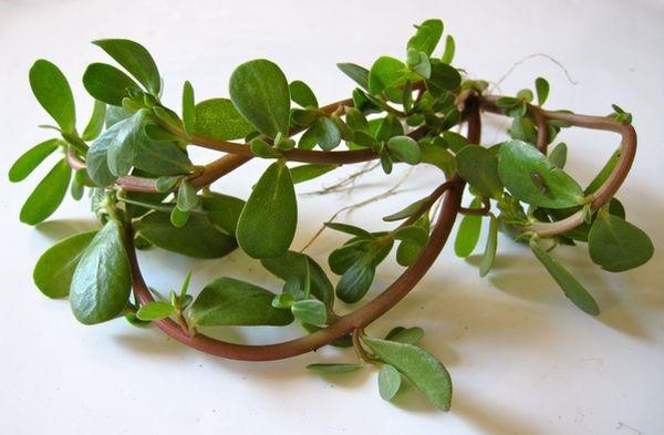 purslane-lääkeominaisuudet