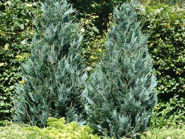 sypressin istuttaminen ja hoitaminen