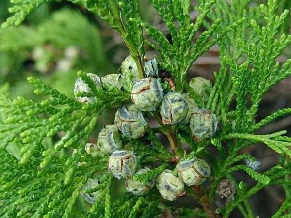 sypressin hedelmät