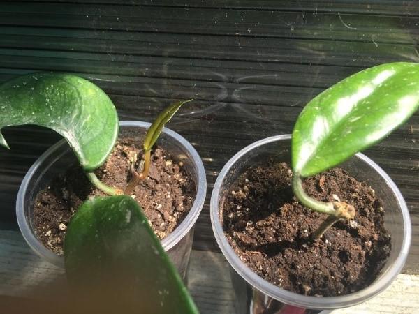 hoya-lisäys pistokkailla