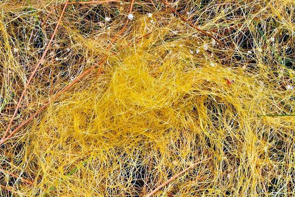 Dodder Weed Inversion Dodder weed: características de la planta, medidas de control, video