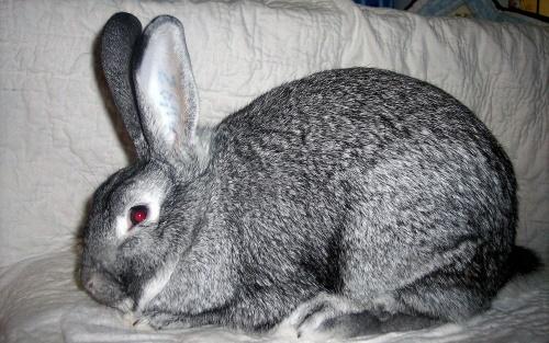 Neuvostoliiton chinchilla