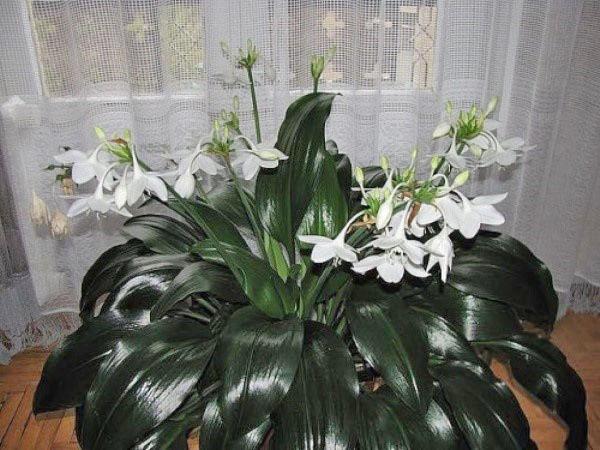 eucharis-hoito kotona