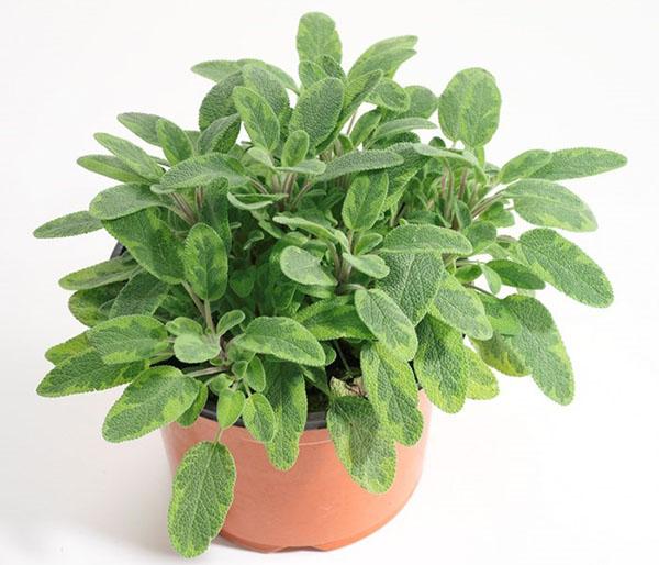 salvia kukkaruukussa