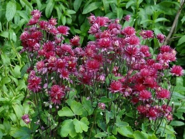 kasvava aquilegia puutarhassa