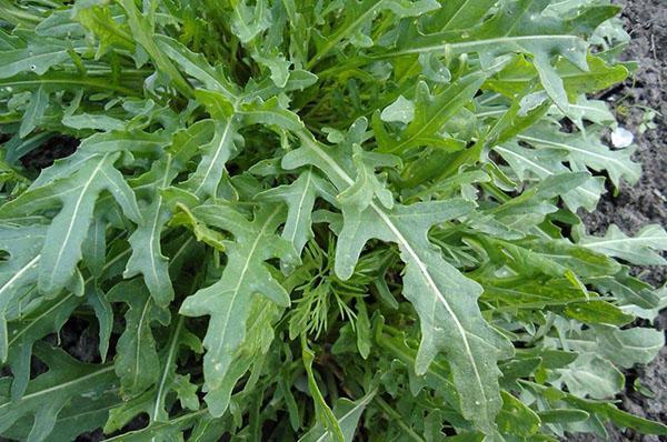 kasvava rucola avoimella kentällä